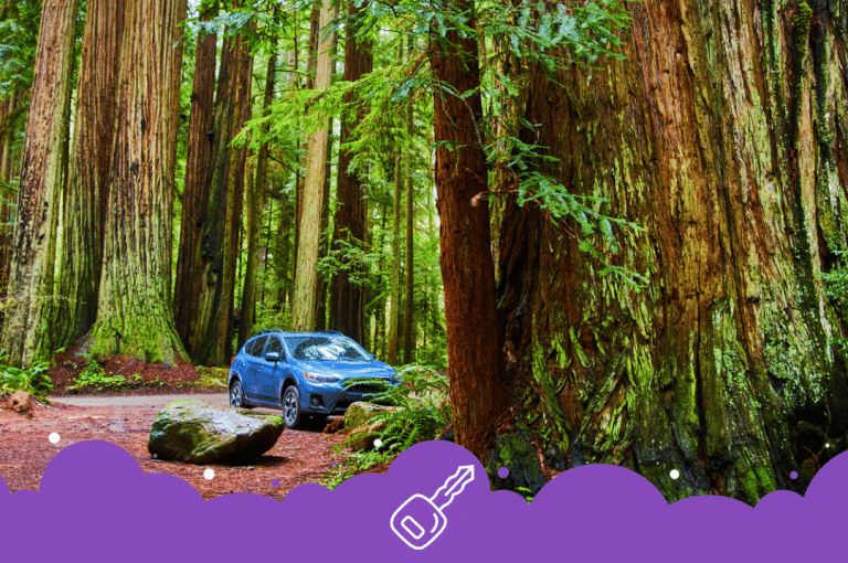 a car parked in a forest