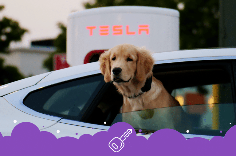 Dog outside window of model 3 infront of supercharger