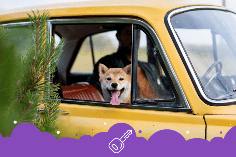 Happy Shiba in yellow car