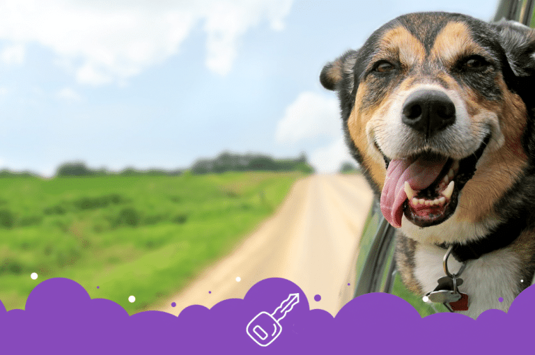 Happy dog with head out car window